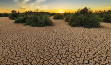 ​植物过程可能是预测干旱发展的关键