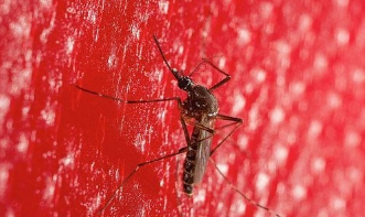 蚊子捕食你的脂肪酸