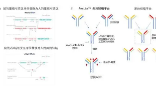 关于抗体新特性轻链连贯性的研究报告