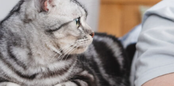 猫过敏可以通过在过敏注射中加入哮喘治疗来驯服