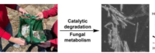 真菌将聚乙烯废物转化为具有药理作用的代谢产物