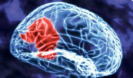 研究人员揭示创伤如何改变大脑
