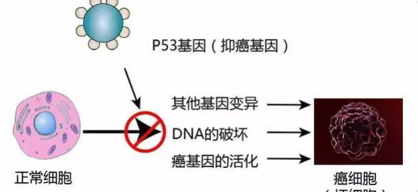 P53可能是唾液腺癌治疗的关键
