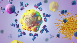关于生物钟如何影响T细胞对疫苗接种反应的新见解