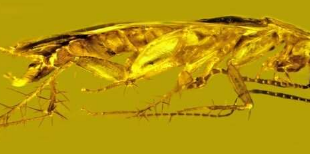 琥珀研究人员发现蟑螂新物种第一个蟑螂精子化石