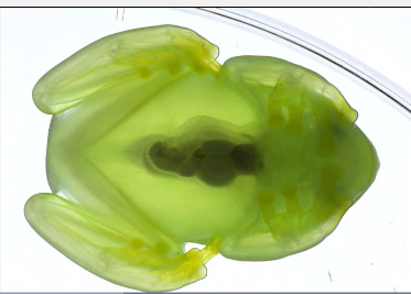 玻璃蛙将红细胞隐藏在肝脏中以变得透明
