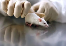索尔克科学家展示了一种微生物蛋白如何增加小鼠的食欲
