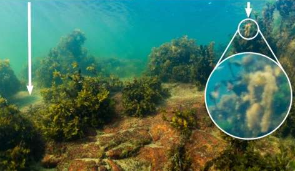 甲烷排放抵消了波罗的海大型藻类栖息地的碳吸收