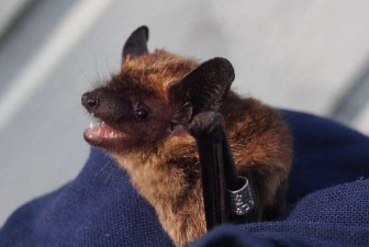 研究人员发现风力涡轮机可以驱赶芬兰森林中的蝙蝠