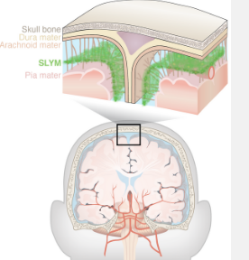 新发现的解剖学盾牌和监控大脑