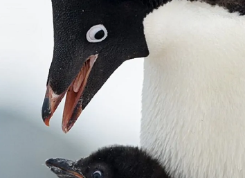 企鹅是世界上进化最慢的鸟类之一