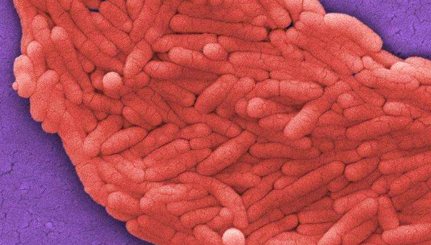 保护性细菌培养物为预防食品中的抗生素耐药性沙门氏菌提供了有前途的途径