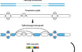 研究人员使用全转录组制作出首个用于RNA测序分析的工具包