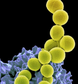 益生菌在2期试验中显着减少金黄色葡萄球菌定植