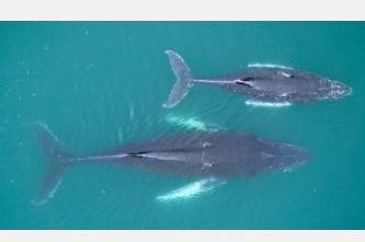 研究揭示了磷虾供应对座头鲸怀孕的影响