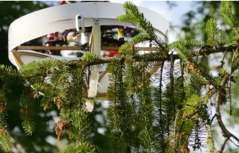 研究人员创造了一种粘性无人机从森林树冠中收集环境DNA