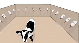 新研究表明牛奶限制会影响小牛的学习能力