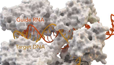 使用CRISPR检测癌症生物标志物