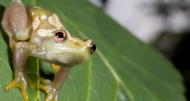 在坦桑尼亚发现的新品种无声蛙