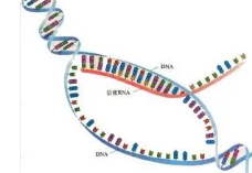 外显子组和基因组测序检测未确诊综合征的有效性