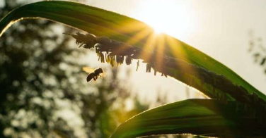 昆虫正在世界范围内消失现在它让种植食物变得更加困难