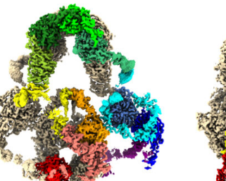 蛋白质的3-D图显示它如何帮助器官过滤掉有毒物质