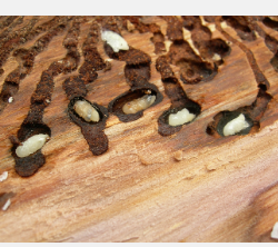 杀死针叶树的甲虫利用有益真菌的气味来选择寄主树