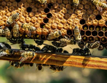 研究表明蜜蜂巢结构具有惊人的适应性和弹性