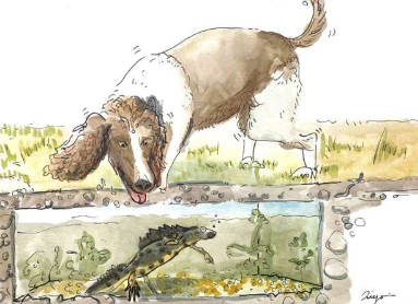 探测犬可以嗅出高度濒危的大凤头蝾螈