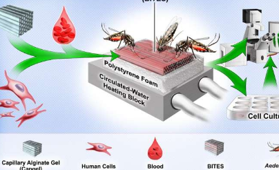 研究人员创造工程人体组织来研究蚊虫叮咬疾病
