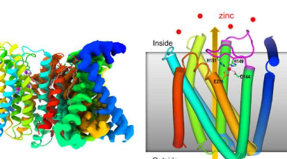 CryoEM研究表明锌转运蛋白具有内置的自我调节传感器
