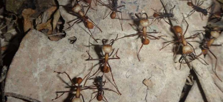 行军蚁的极端温度耐受性可以告知动物种群将如何应对不断变化的气候