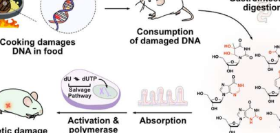 小鼠研究将食物中受热损伤的DNA与可能的遗传风险联系起来
