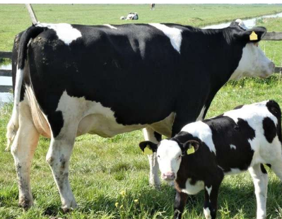 奶牛遗传学家发现突变基因威胁荷斯坦小牛