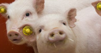 克隆迷你猪支持第四基因突变作为阿尔茨海默病的病因