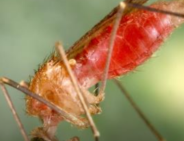 转基因蚊子阻碍疟疾寄生虫生长防止传播