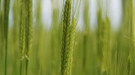 研究表明五种小麦的蛋白质成分差异很大