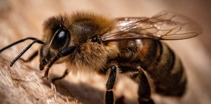 科学家记录了明尼苏达州的500多种蜜蜂