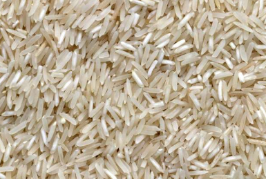开发可抵抗非洲细菌性病害爆发的水稻品种