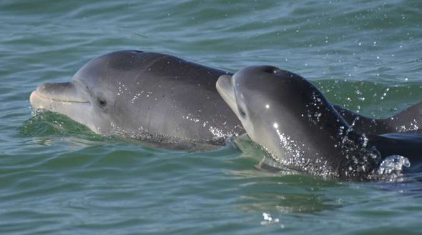 录音显示海豚妈妈用儿语来呼唤幼崽