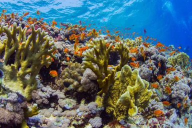 有史以来最大的数据集展示了珊瑚礁如何在气候变化中生存