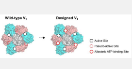 科学家开发出设计蛋白质复合物中人工变构位点的策略