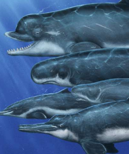 海洋化石揭示了巴拿马悠久的过去的故事