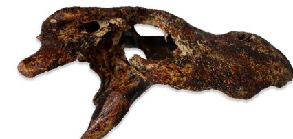 鉴定出新的古代亚洲短吻鳄物种