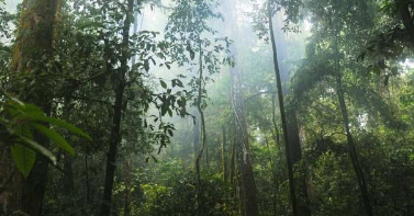 膨胀压力限制了热带森林中红雪松的生长