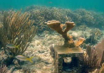 在佛罗里达州濒临灭绝的珊瑚找到了开花的方法