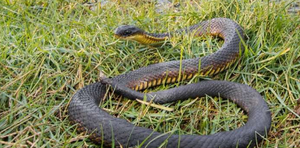 研究发现有害物质影响珀斯的虎蛇