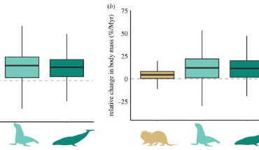 系统发育分析表明完全水生的哺乳动物不太可能进化回陆地生物