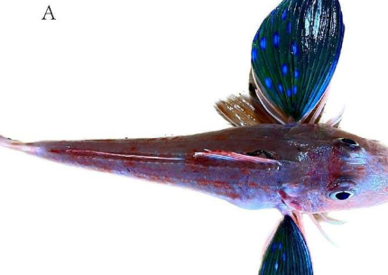 科学家创建了高质量的棘鱼染色体水平参考基因组
