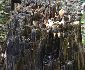 研究表明分解硬木树的真菌也能分解塑料